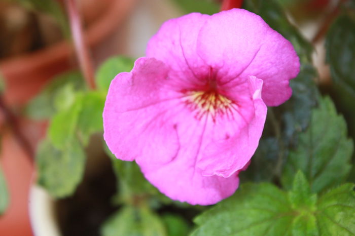 IMG_5390 - 2015 vara fierbinte