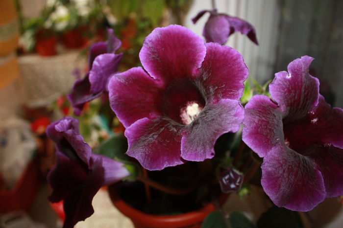 IMG_5394 - 2015 vara fierbinte