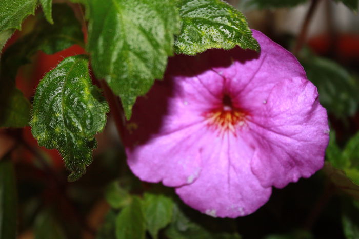 IMG_5414 - 2015 vara fierbinte