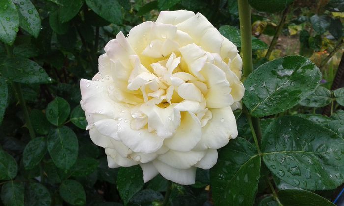 003; Queen Elisabeth
