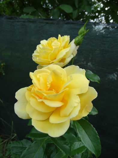 DSC09598 - e-trandafiri