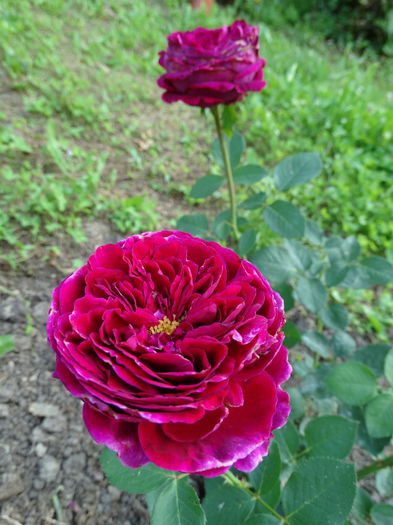 DSC09721 - e-trandafiri