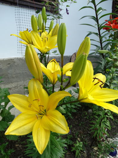 DSC09481 - g-crini 2015