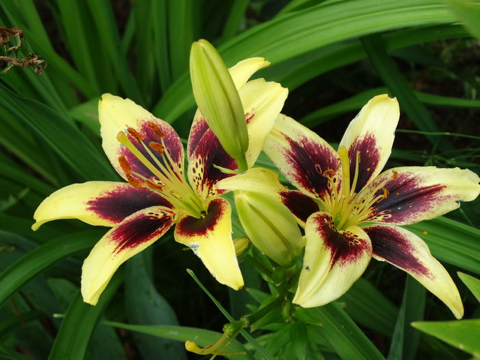 DSC09605 - g-crini 2015