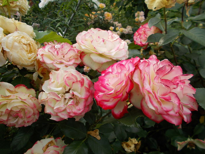 DSCN5430 - Jubile du prince de Monaco