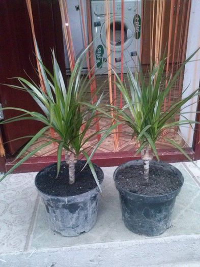 11655442_1827431984150112_857390959_n - Dracaena Marginata