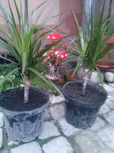 11714313_1827431964150114_237908679_n - Dracaena Marginata