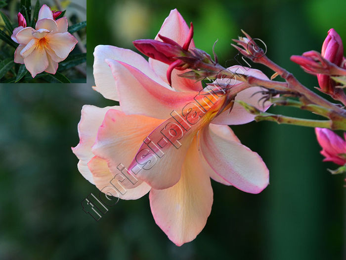 Leandru Apricot Queen