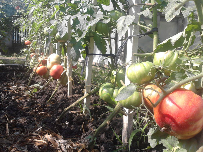 1884 - tomatele mele 2015