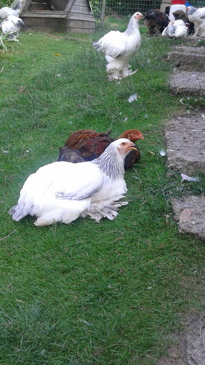 14363676267091851903147