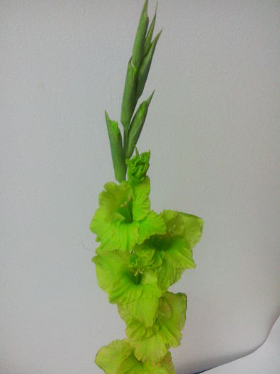 gladiola verde 3 - Gladiola verde