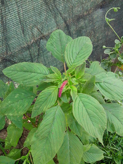 Amaranthus