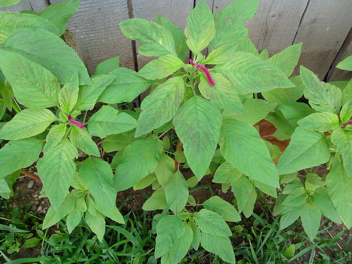 Amaranthus
