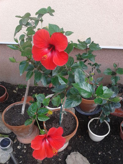 Fotografie-0053 - hibiscus