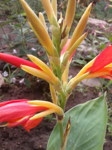 Fotografie-0059 - din gradina