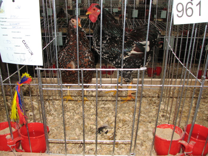Expozitia Nationala Breaza 2010 182