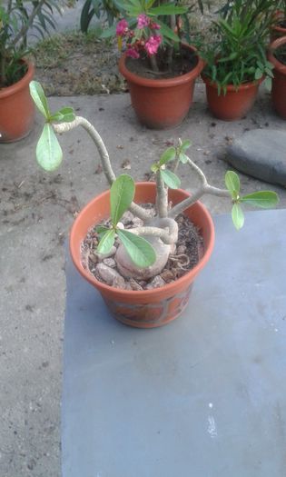 adenium în curs de deces