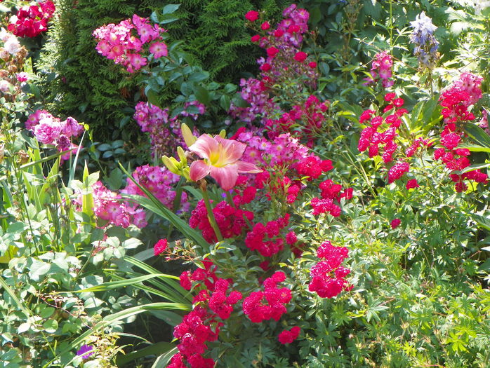 Fairy Queen si Juanita - Trandafiri 2015 - 2