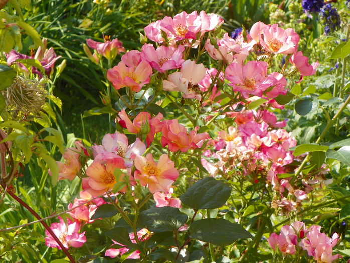 Pretty Sunrise - Trandafiri 2015 - 2