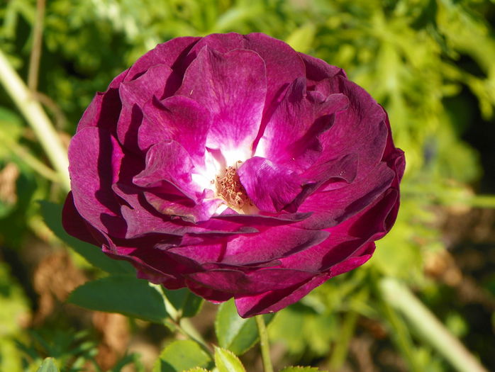 Ebb Tide - Trandafiri 2015 - 2