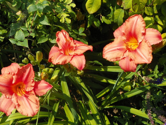 South Seas - Hemerocallis 2015