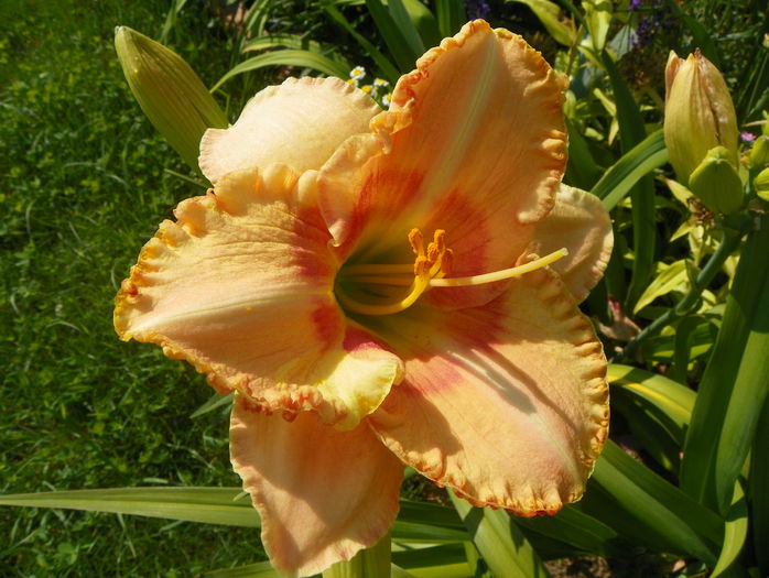 Rings of time - Hemerocallis 2015