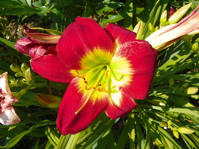 Christmas Is - Hemerocallis 2015