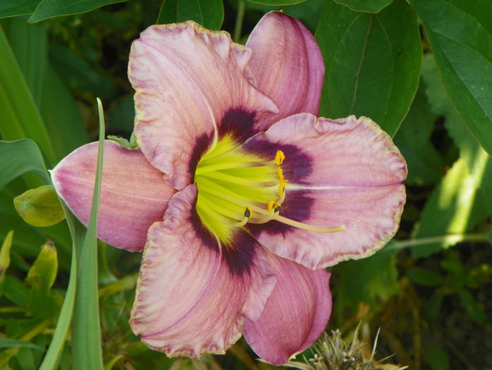 Always Afternoon - Hemerocallis 2015