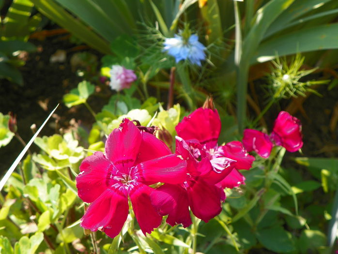 dianthus Baby Doll - Vara 2015
