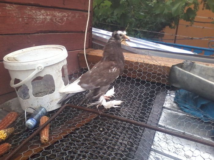 20150709_201826 - urias si incaltati cu mot