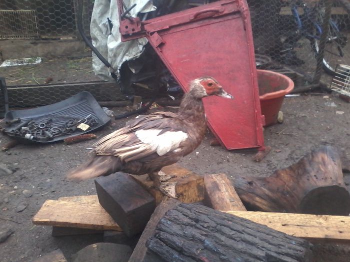 20150709_201907 - urias si incaltati cu mot