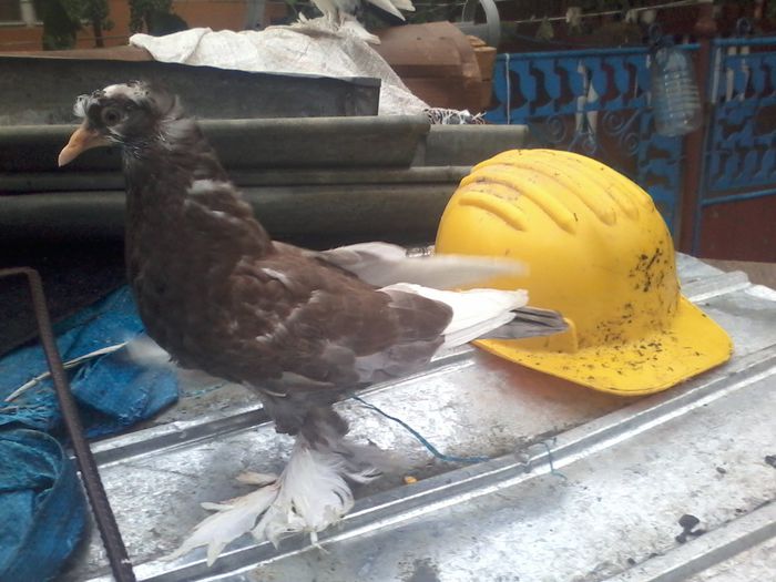 20150709_201807 - urias si incaltati cu mot