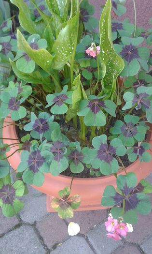 Oxalis