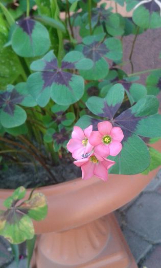 20150614_101604