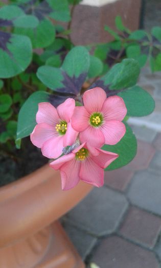 20150614_101608 - flori de gradina