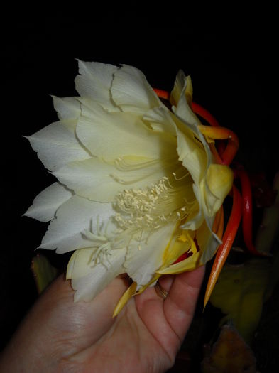  - EPYFILIUM 1 Oxypetalum