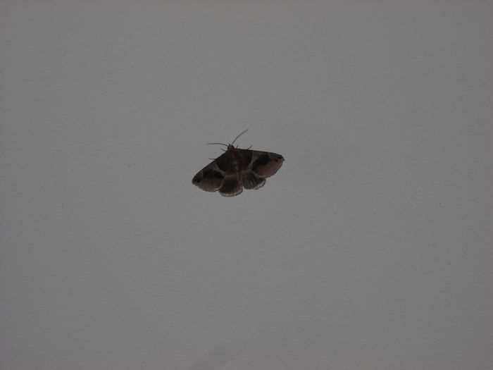 095 - EPYFILIUM 1 Oxypetalum