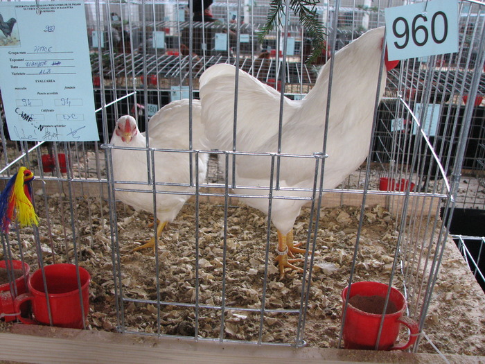 Expozitia Nationala Breaza 2010 183