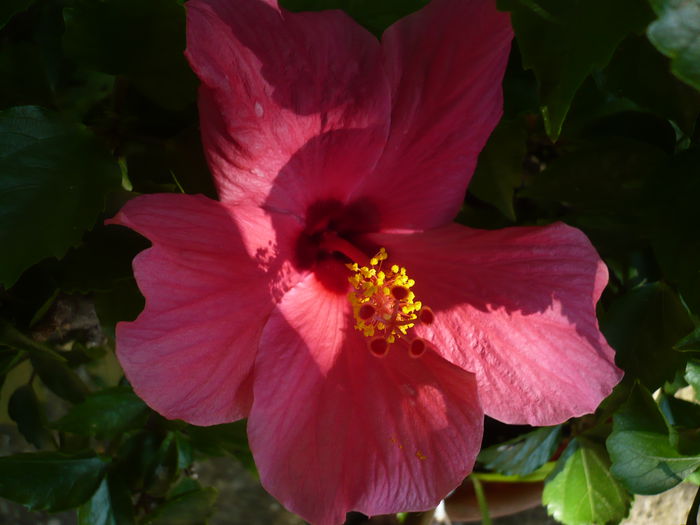 09.07.2015 - HIBISCUSI 2015-1