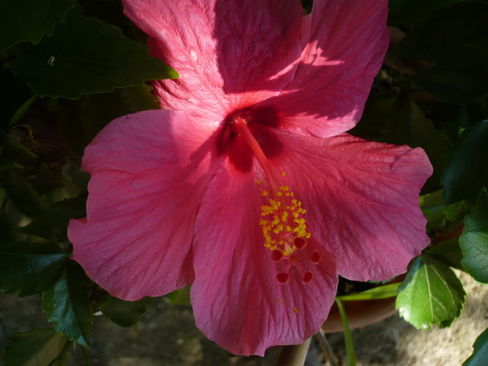 P1220971 - HIBISCUSI 2015-1