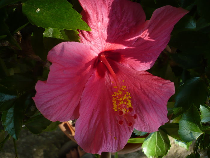 P1220972 - HIBISCUSI 2015-1