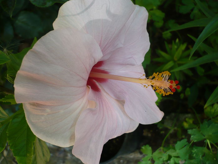 P1220973 - HIBISCUSI 2015-1