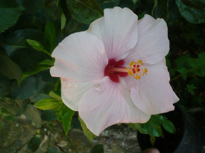 Blueberry - HIBISCUSI 2015-1