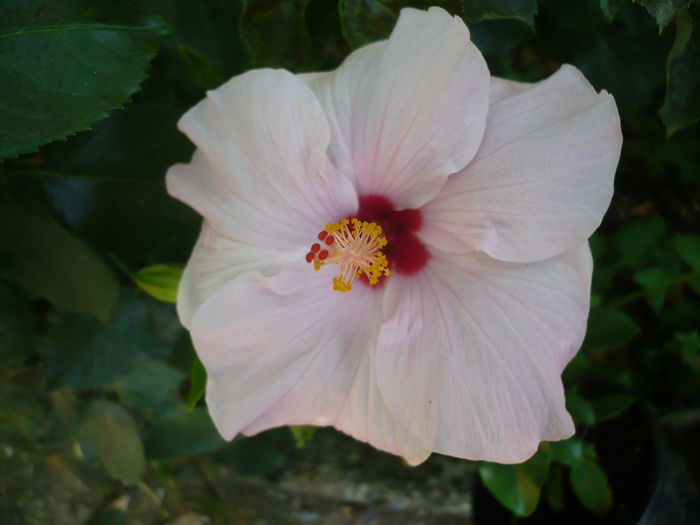 P1220975 - HIBISCUSI 2015-1