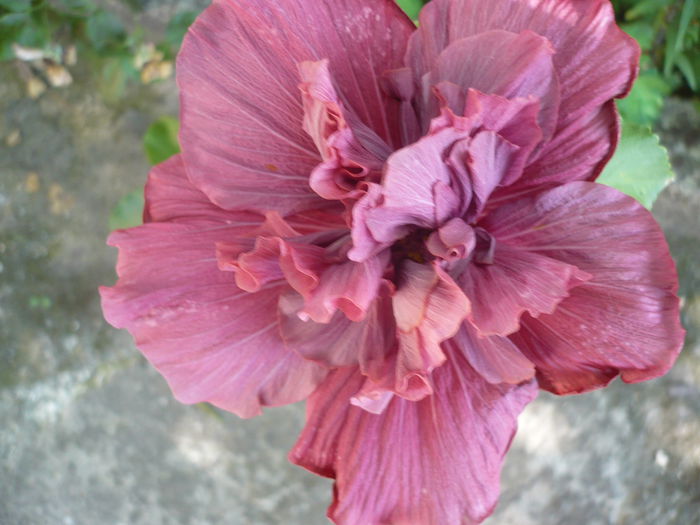 P1220976 - HIBISCUSI 2015-1