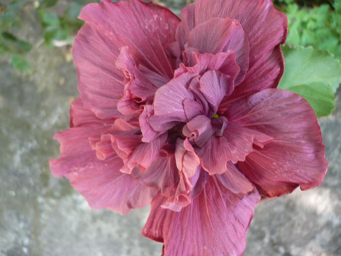 P1220977 - HIBISCUSI 2015-1