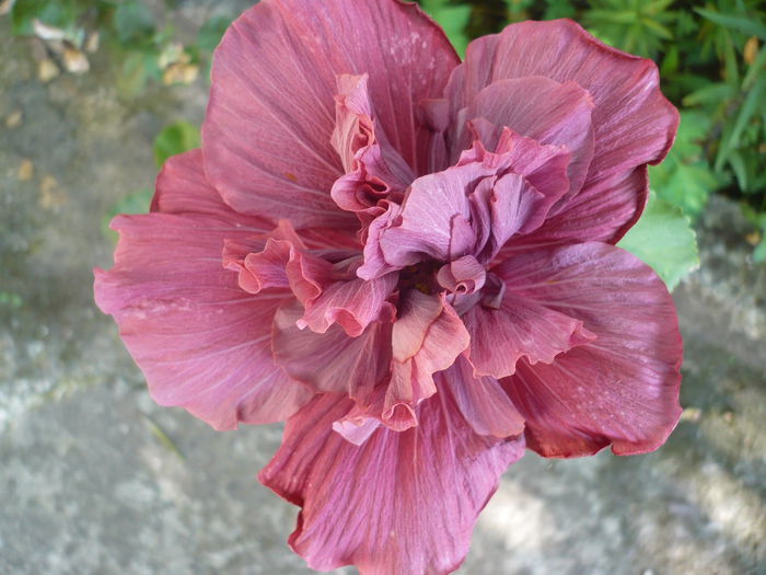 P1220978 - HIBISCUSI 2015-1