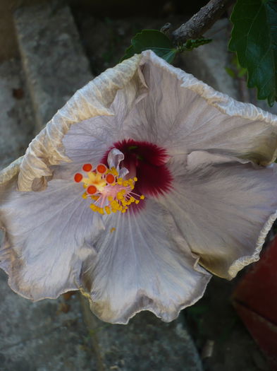 P1220979 - HIBISCUSI 2015-1