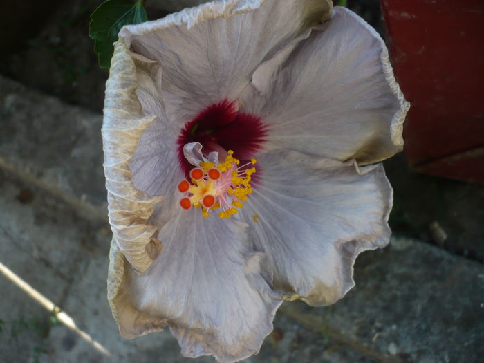 Mr.Ace - HIBISCUSI 2015-1