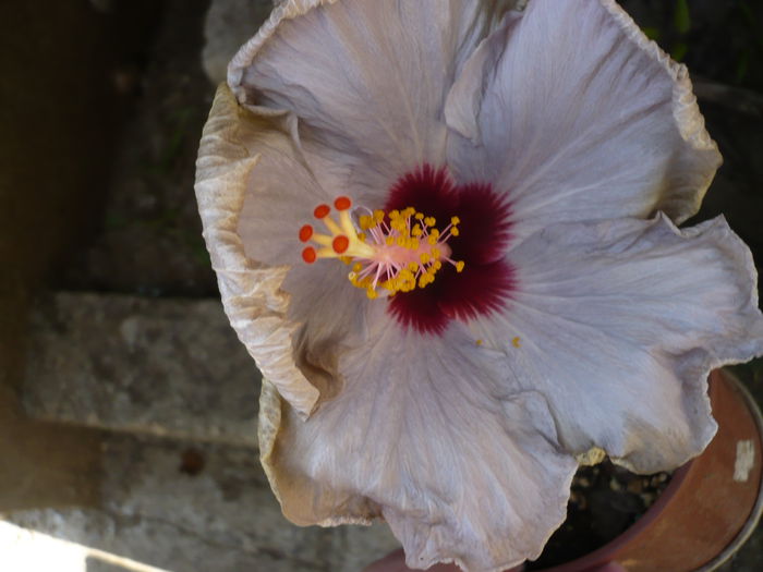 P1220981 - HIBISCUSI 2015-1